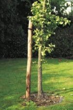 Kastanjehouten palen